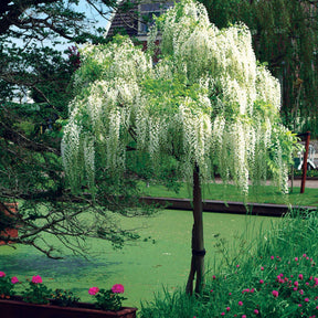 Vente Glycine blanche sur tige - Glycines