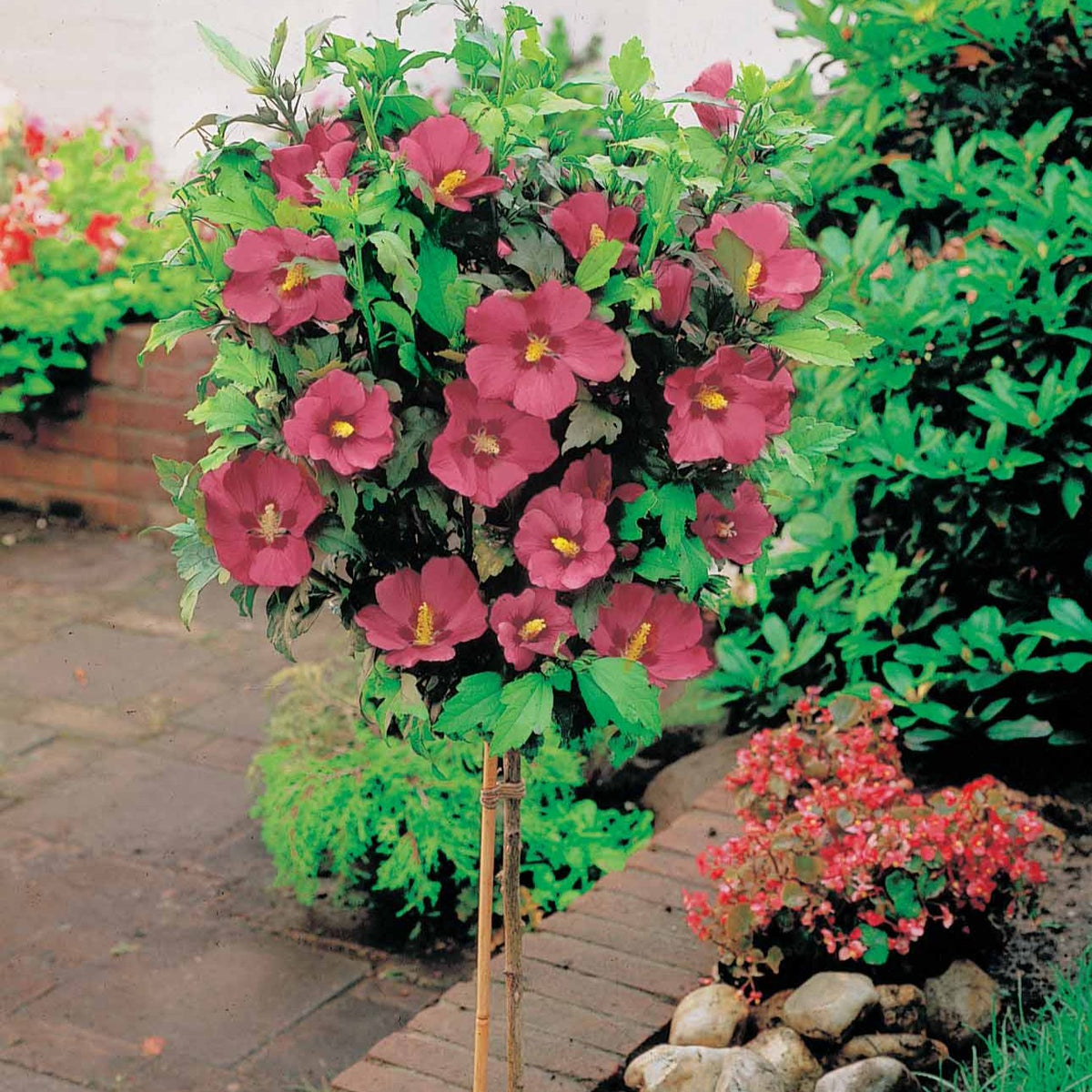 Hibiscus de jardin sur tige