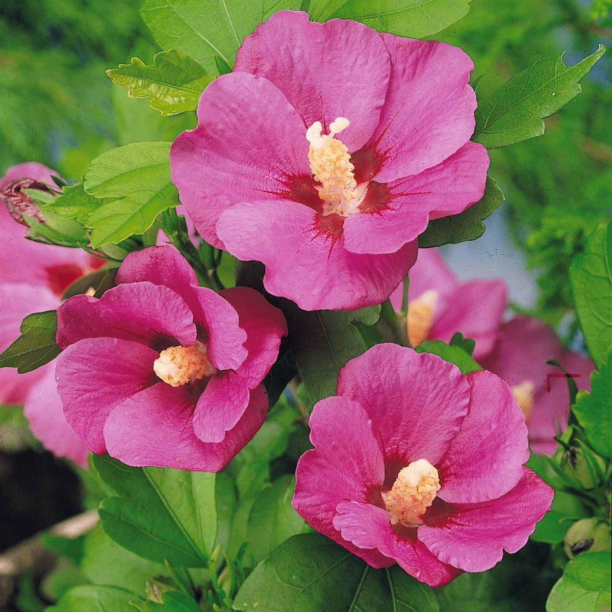 Hibiscus de jardin sur tige - Hibiscus syriacus - Arbustes