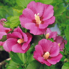 Hibiscus de jardin sur tige - Hibiscus syriacus - Arbustes