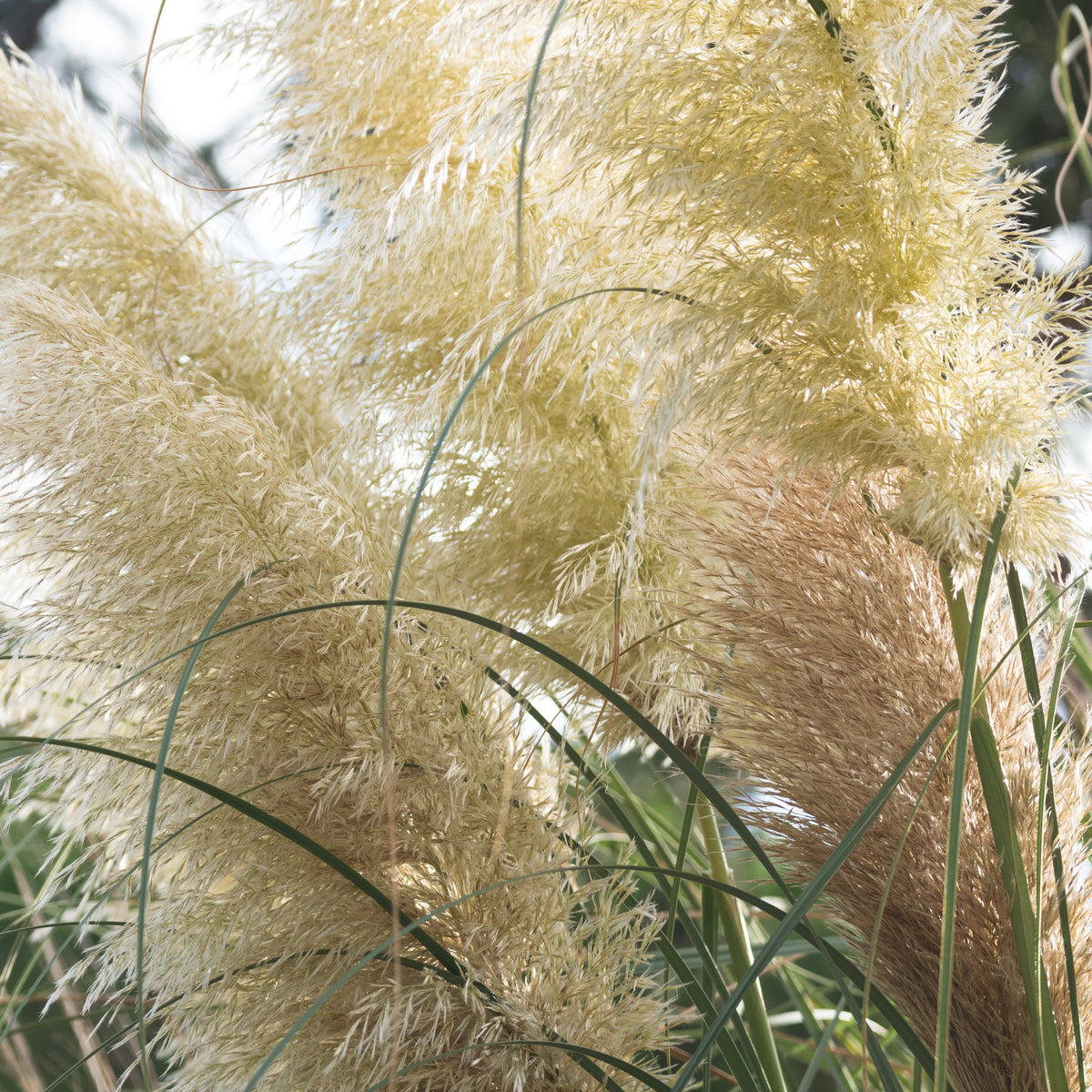 Herbe de la pampa blanche - Cortaderia selloana monstruosa - Willemse