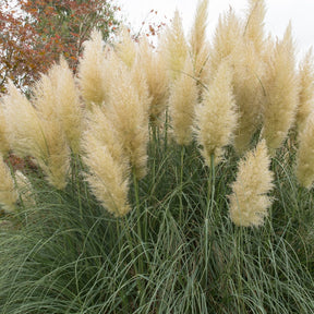 Herbe de la pampa blanche