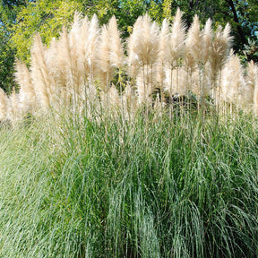 Cortaderia selloana monstruosa - Herbe de la pampa blanche - Herbe de la Pampa