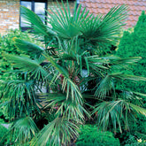 Palmier de jardin - Willemse
