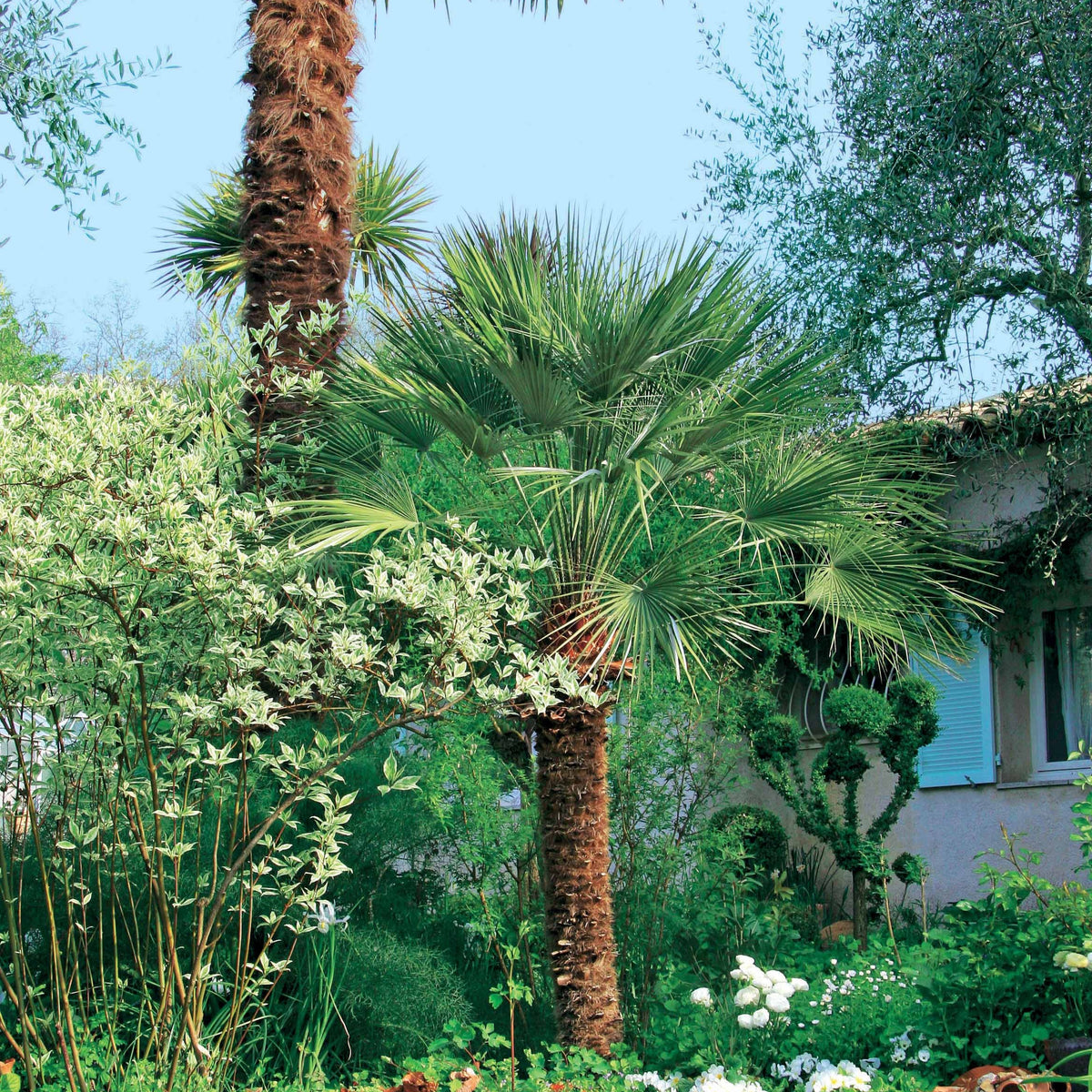 Palmier de jardin