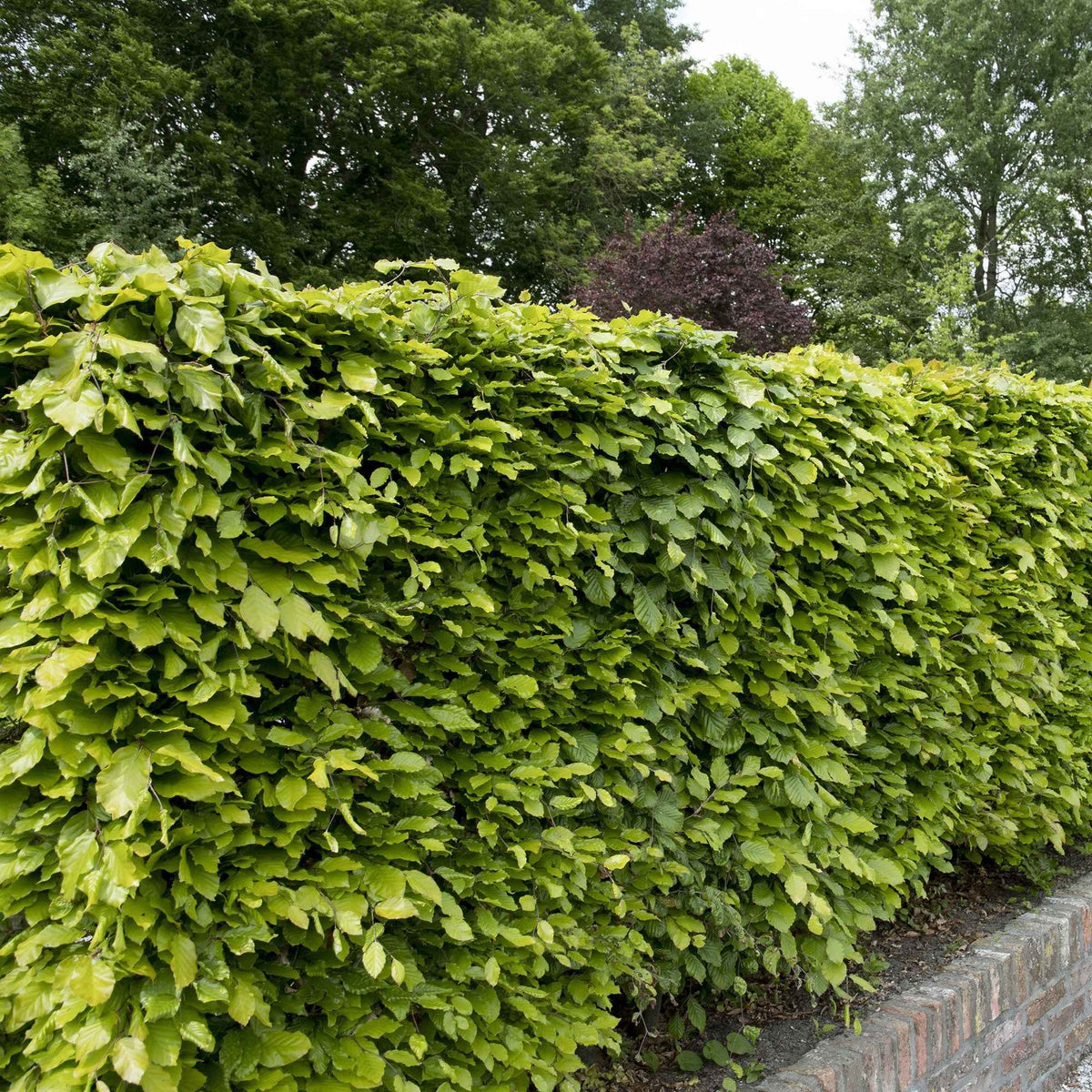 Hêtre commun - Fagus sylvatica - Willemse