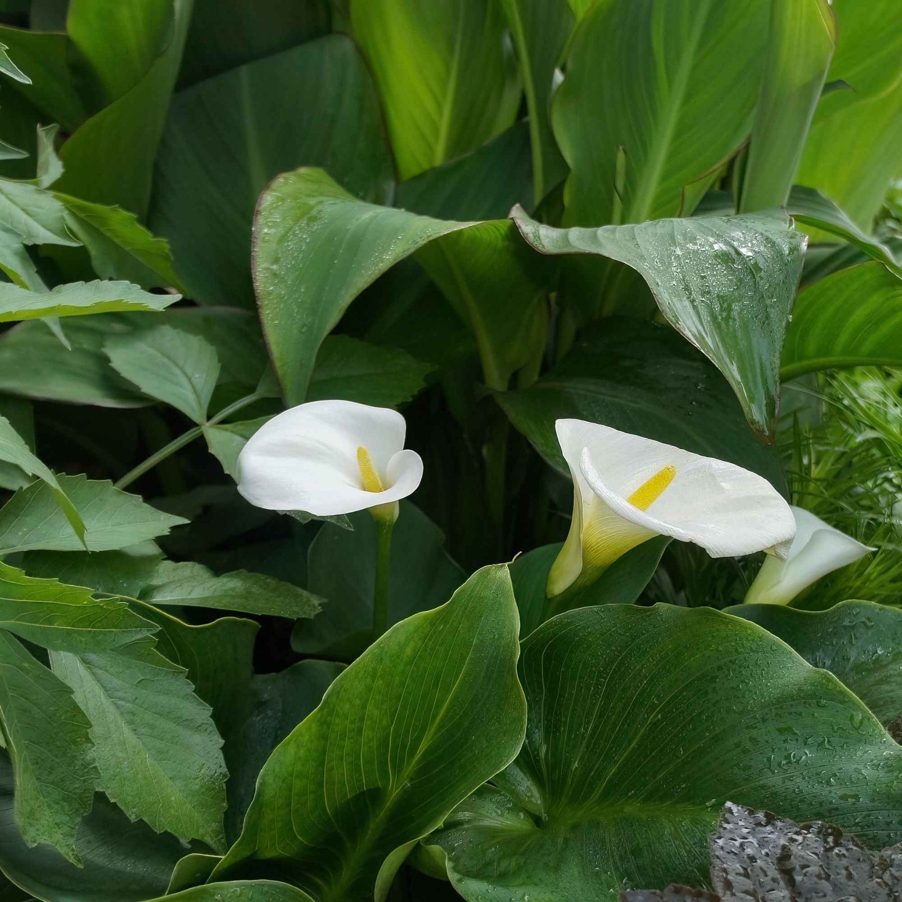 Zantedeschia aethiopica - Arum blanc - Calla - Plantes de berges
