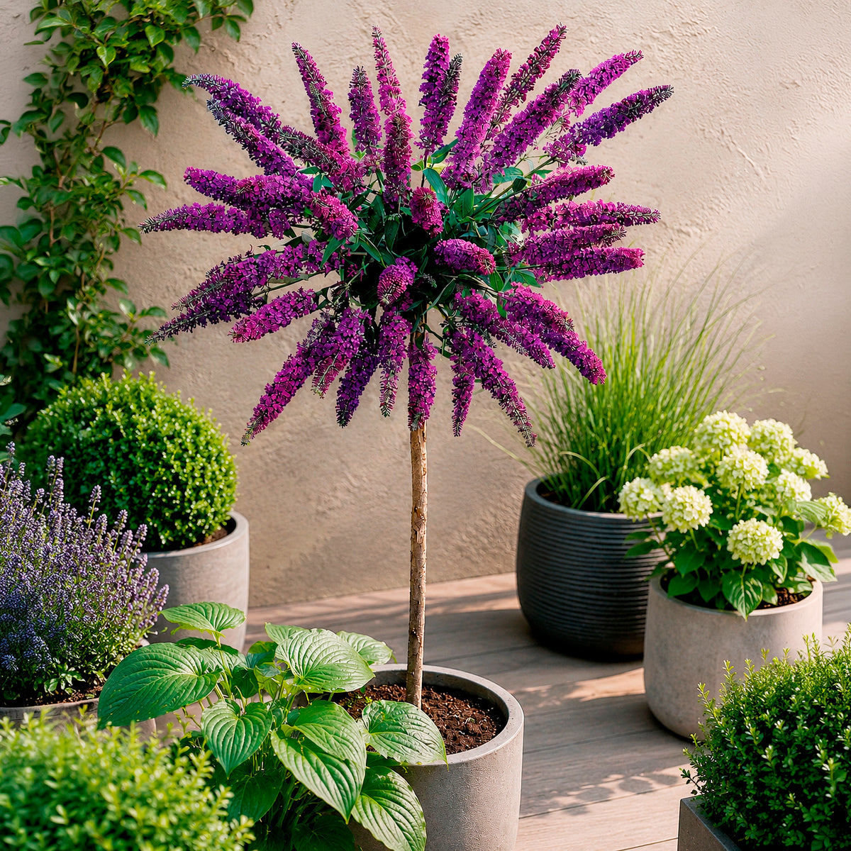 Arbre aux papillons Empire Blue sur tige - Willemse