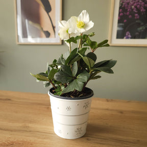 Helleborus niger Christmas Carol - Héllébore de Noel et son pot de Noël - Plantes fleuries