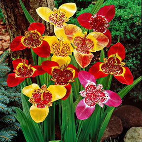 Tigridia pavonia - Oeils de paon en mélange - Bulbes à fleurs