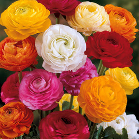 Ranunculus asiaticus - Renoncules en mélange - Renoncule