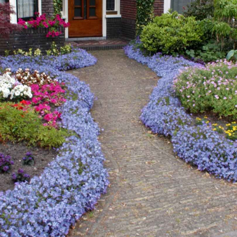 Campanule - Campanule des murailles - Campanula portenschlagiana
