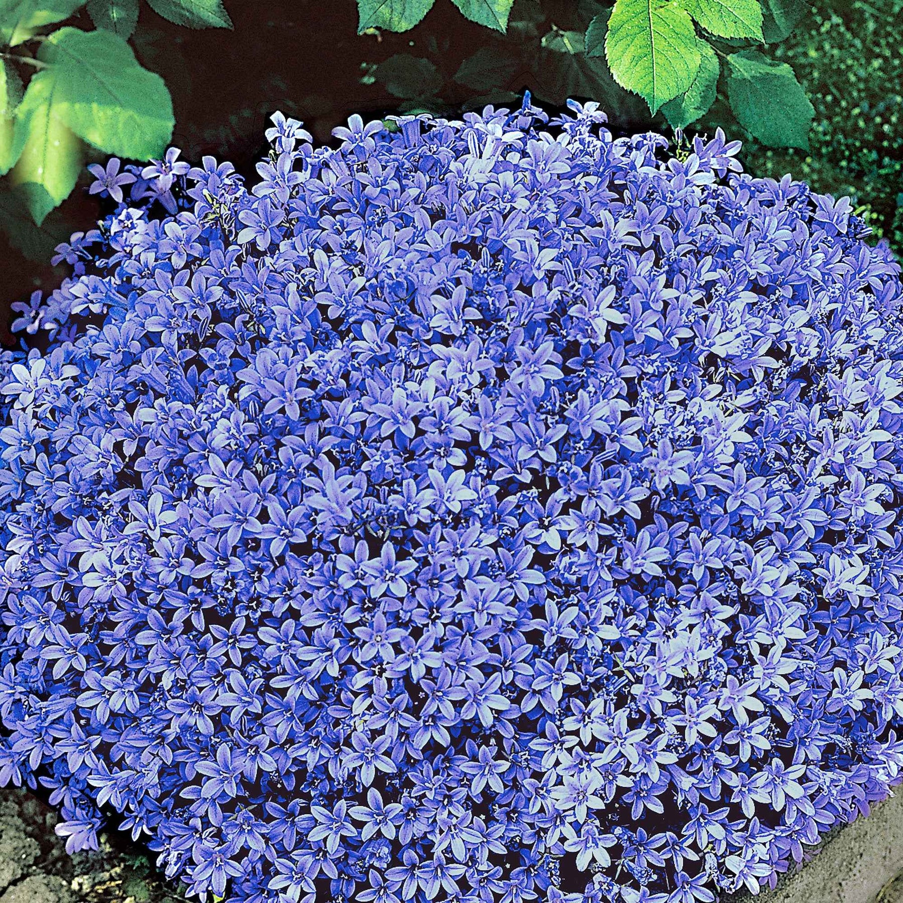 Campanula portenschlagiana - Campanule des murailles - Campanule