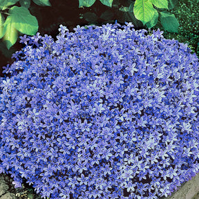 Campanula portenschlagiana - Campanule des murailles - Campanule