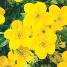 Potentille sur tige - Potentilla fruticosa - Arbustes