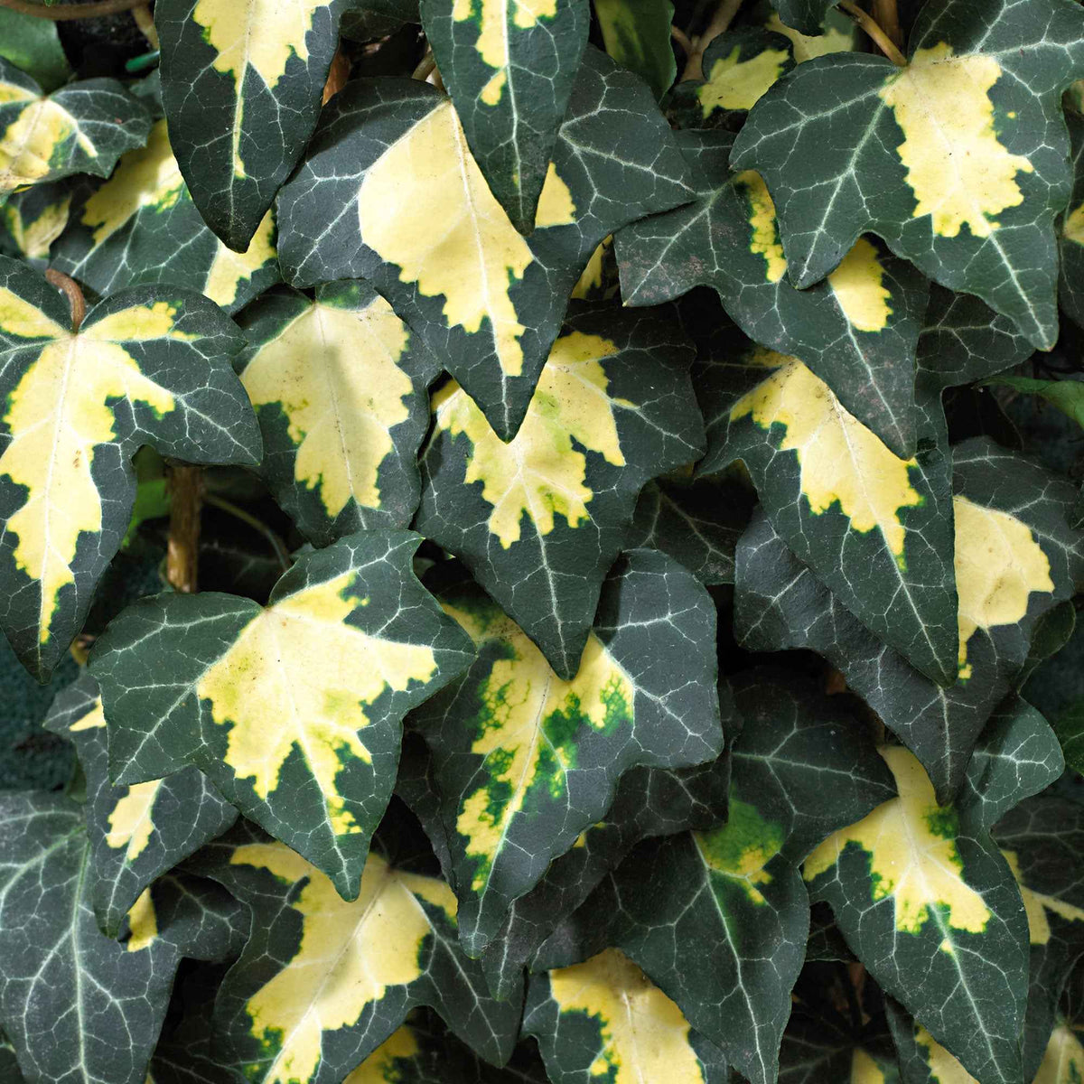 Lierre commun Goldheart - Hedera helix goldheart - Plantes