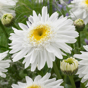 Vente Marguerite d'été Wirral Supreme - Leucanthemum superbum Wirral Supreme