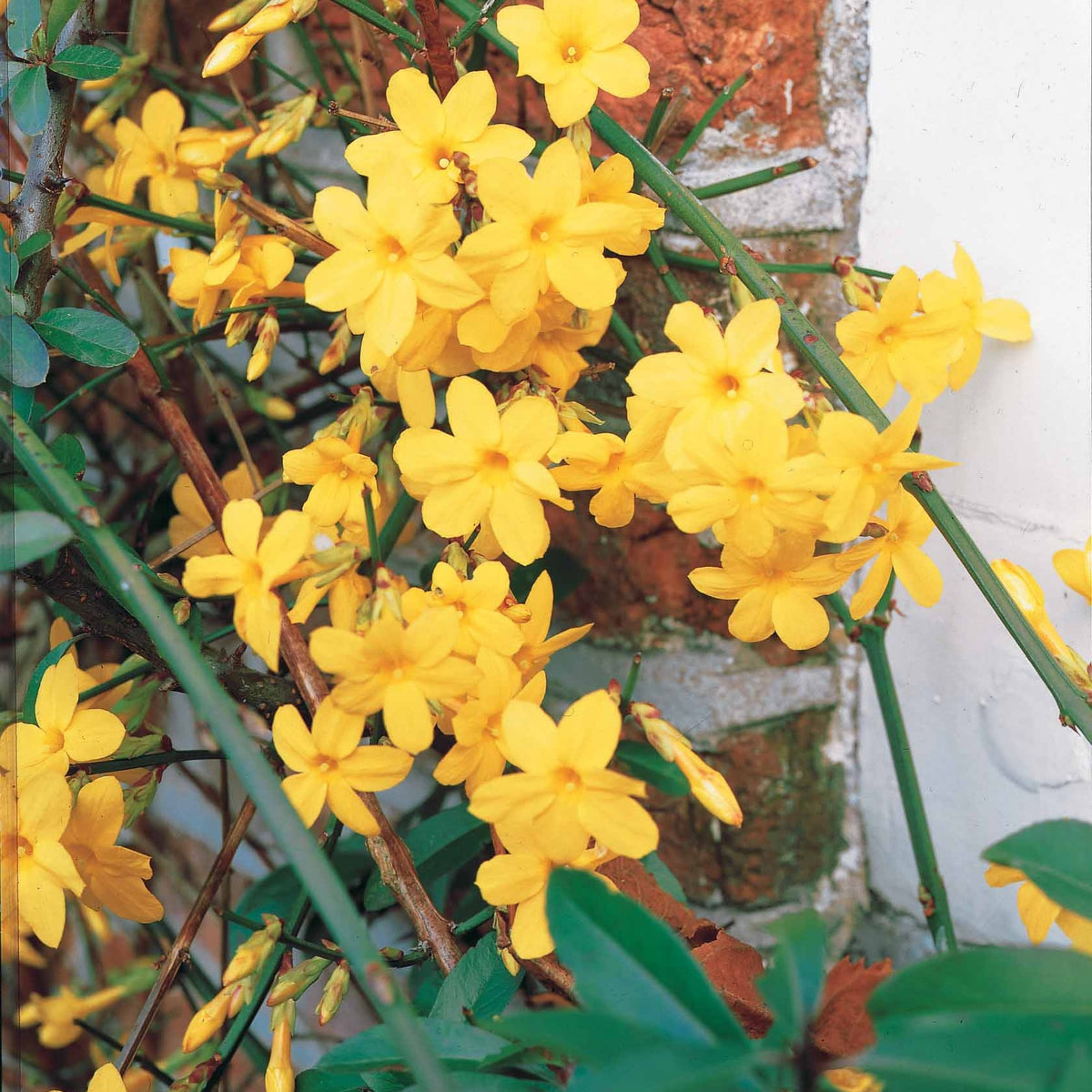 Jasmin d'hiver - Jasminum nudiflorum - Plantes grimpantes