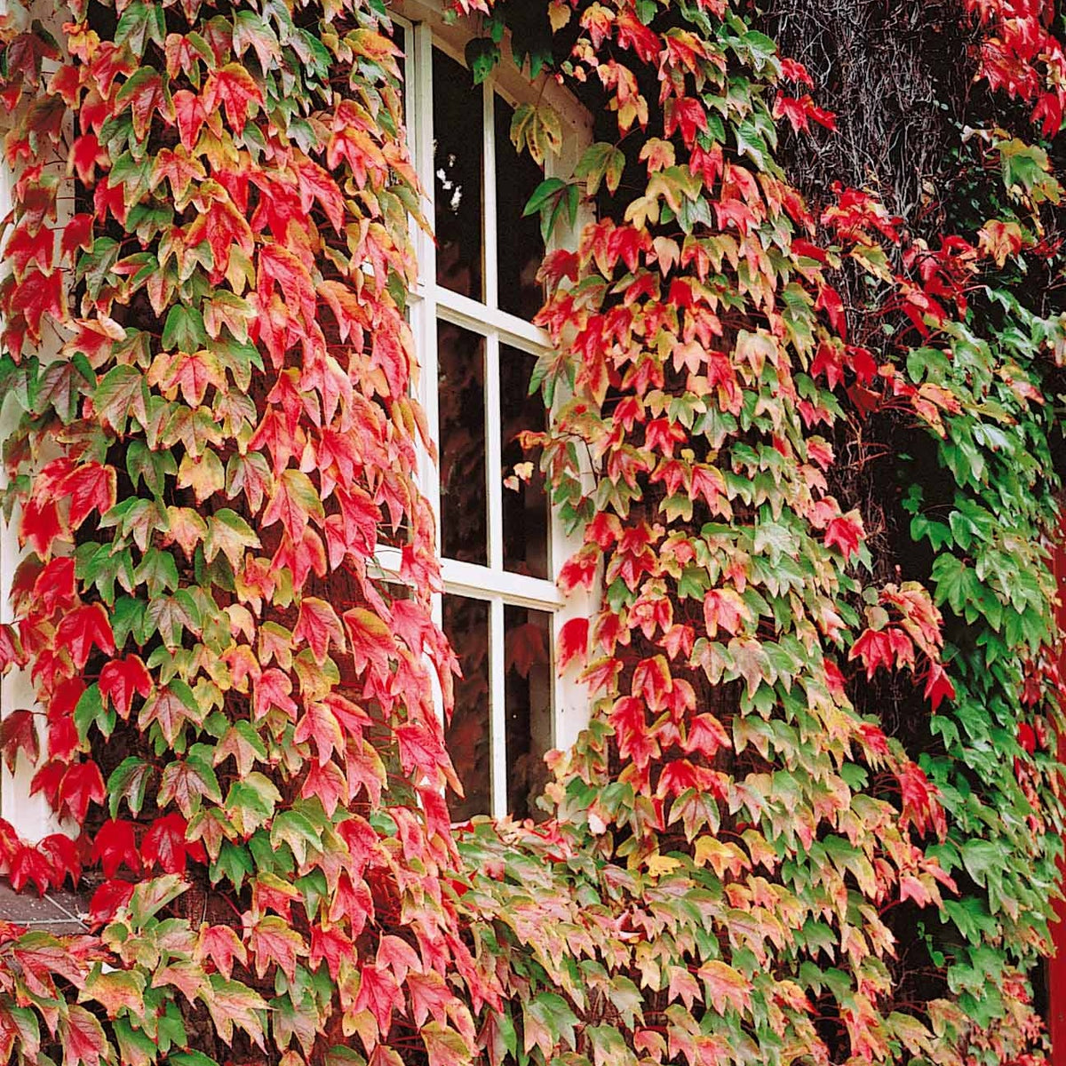 Vigne vierge - Parthenocissus tricuspidata veitchii