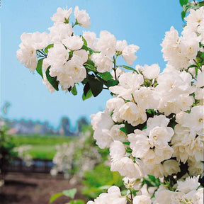 Seringat virginal - Philadelphus - Philadelphus virginal - Willemse