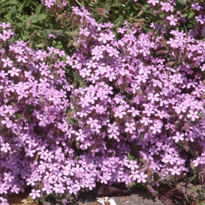 Vente 5 Saponaires ocymoides - Saponaria ocymoïdes