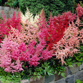 4 Astilbes en mélange - Willemse
