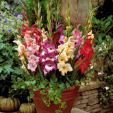 12 Glaïeuls nains en mélange - Willemse