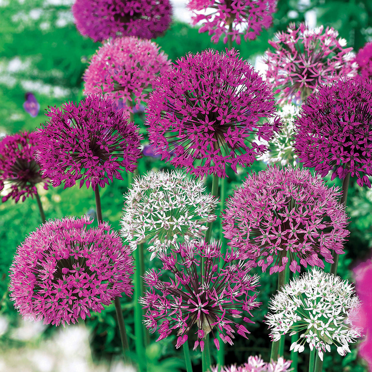 10 Alliums d'ornements en mélange - Allium - Allium