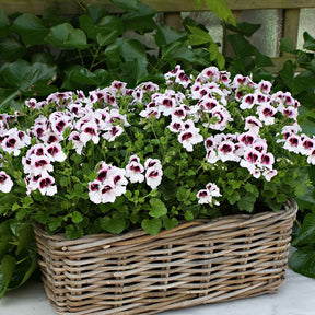 Pelargonium crispum lizzy - 3 Pelargoniums odorants Mosquitaway Lizzy - Géranium de balcon