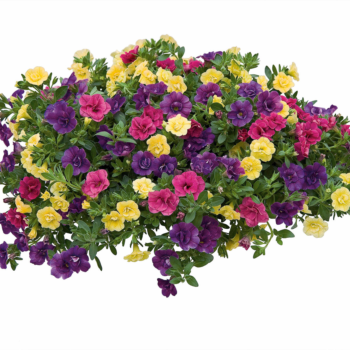 3 Pétunias à clochettes doubles en mélange - Petunia - Willemse