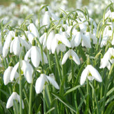 25 Perce-neige simples - Willemse