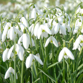 25 Perce-neige simples - Willemse