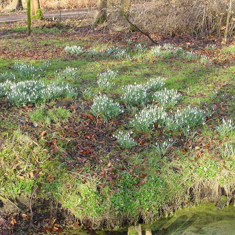 25 Perce-neige simples - Galanthus nivalis