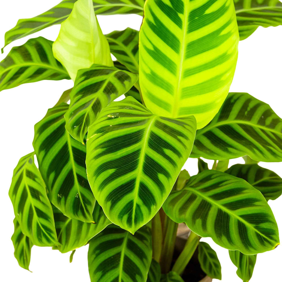 Calathéa zebrina - Calathea zebrina - Plantes