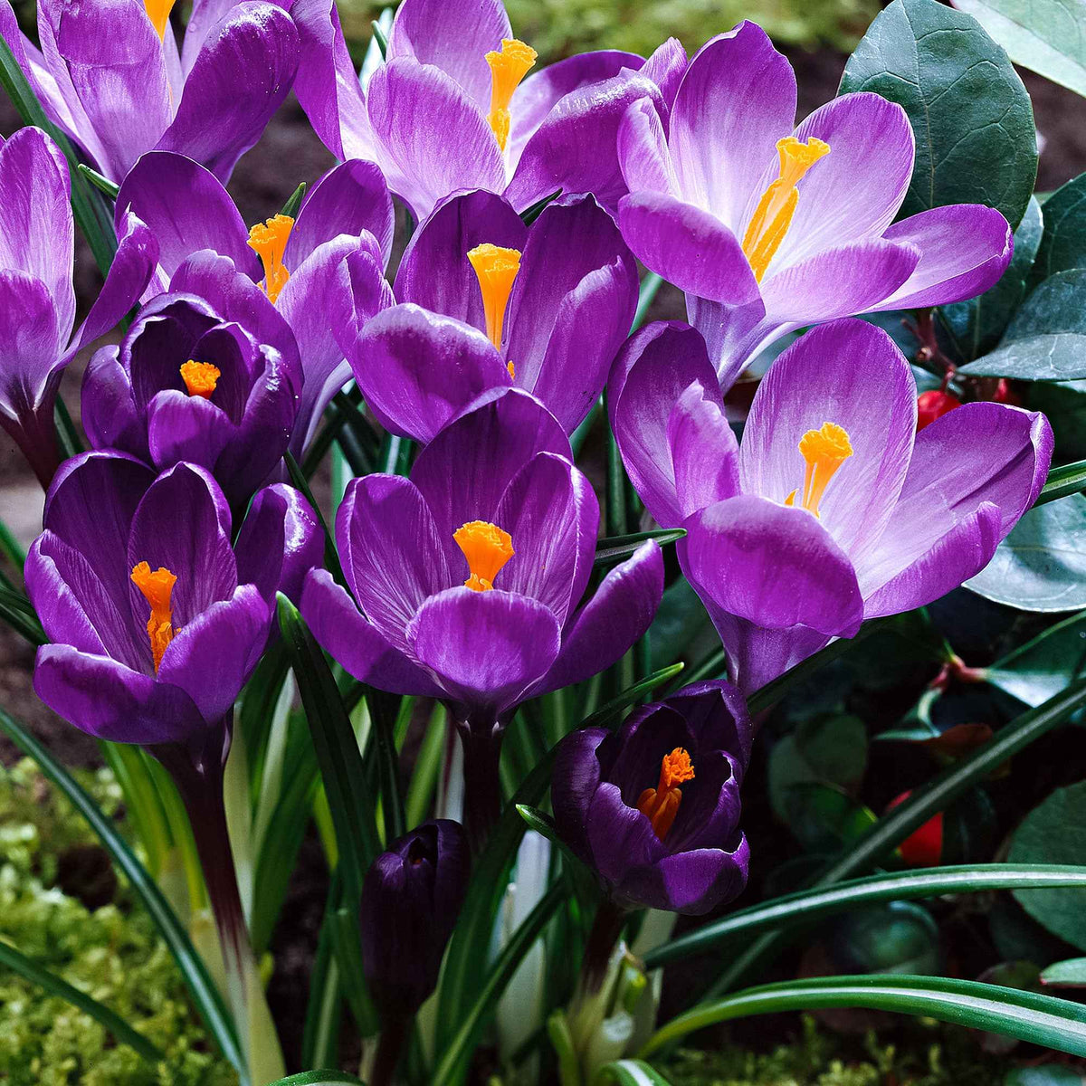 15 Crocus Flower Record - Crocus vernus flower record - Willemse