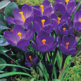 15 Crocus Flower Record - Willemse