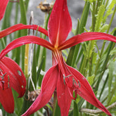 2 Lis de St Jacques - Willemse