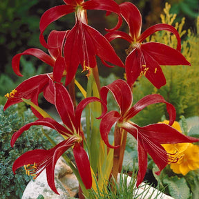 2 Lis de St Jacques - Sprekelia formosissima - Willemse