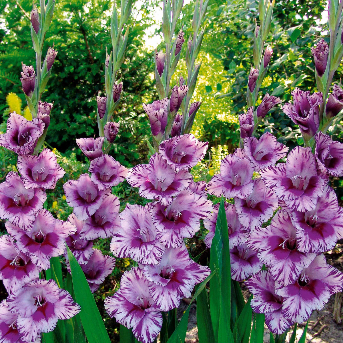 Collection de 50 Glaïeuls - Gladiolus 'zizanie', 'stéréo', 'belle de nuit', 'p