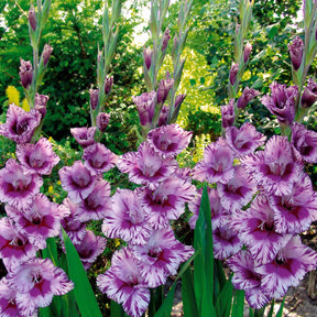 Collection de 50 Glaïeuls assortis - Gladiolus 'zizanie', 'stéréo', 'belle de nuit', 'p - Bulbes à fleurs