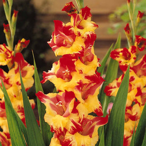 Vente Collection de 50 Glaïeuls - Gladiolus 'zizanie', 'stéréo', 'belle de nuit', 'p