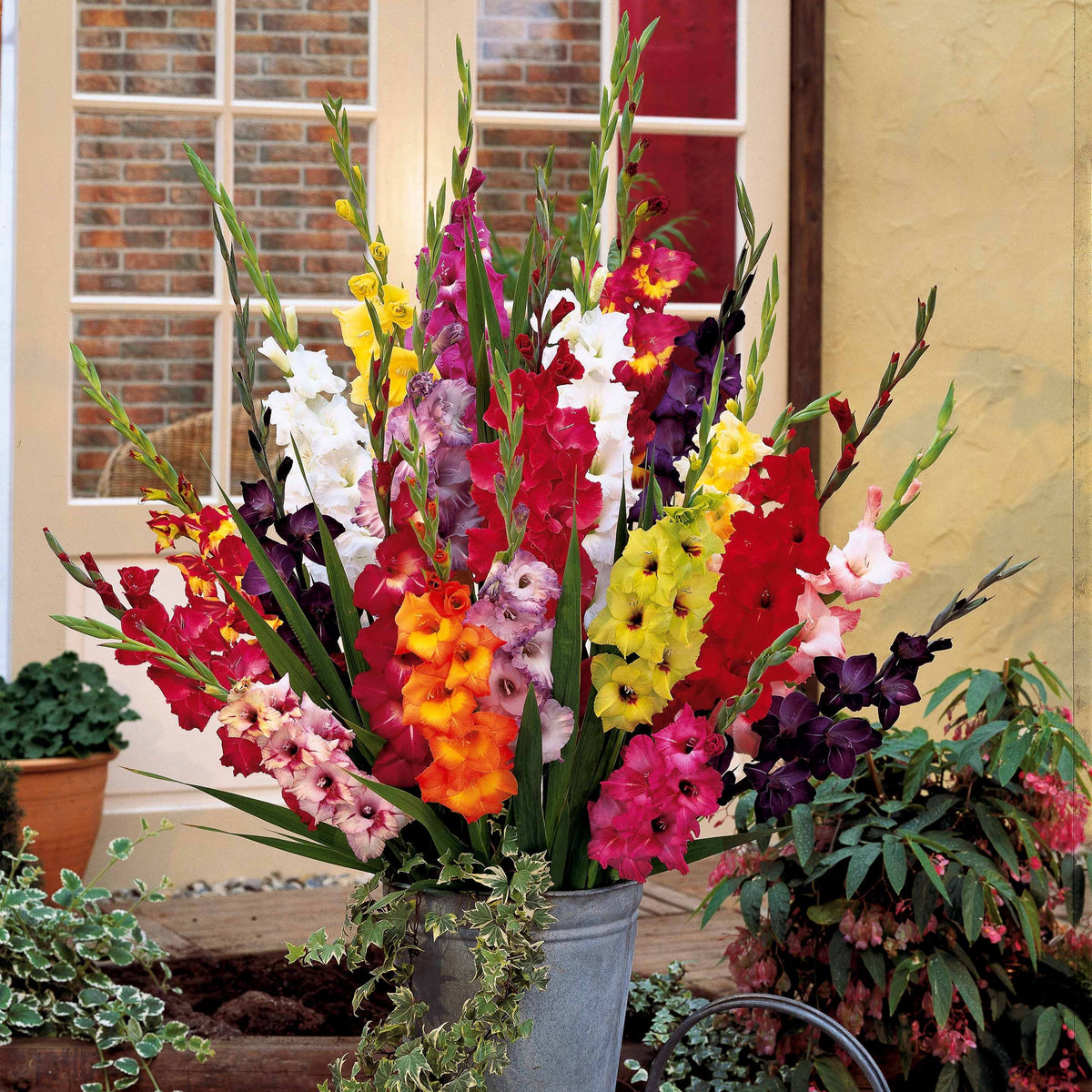 50 Glaïeuls à grandes fleurs en mélange EXTRA