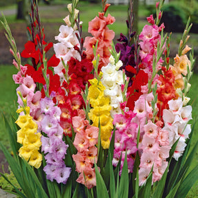 50 Glaïeuls à grandes fleurs en mélange - Gladiolus - Glaïeul