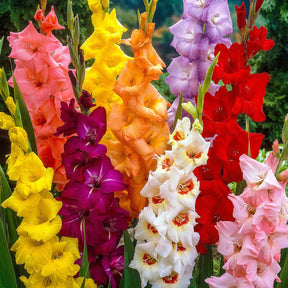 50 Glaïeuls à grandes fleurs en mélange - Gladiolus - Bulbes à fleurs