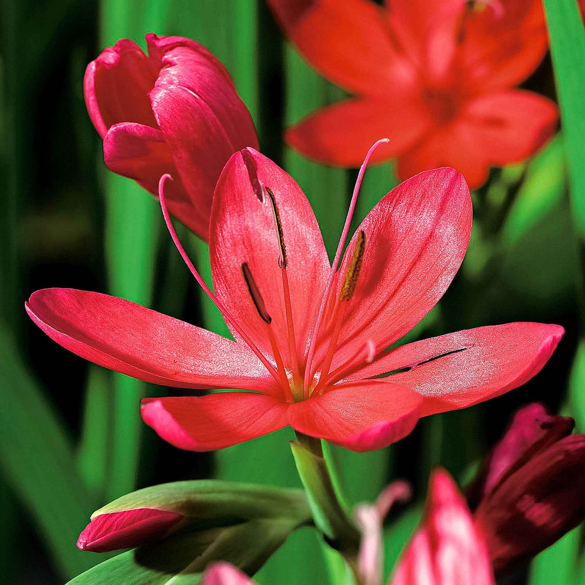 Lys des cafres Major - Schizostylis coccinea major - Plantes