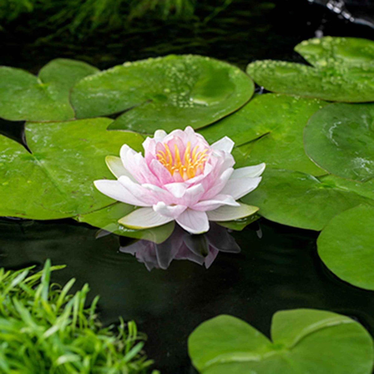 Nénuphar Hollandia - Nymphaea 'Hollandia' - Willemse