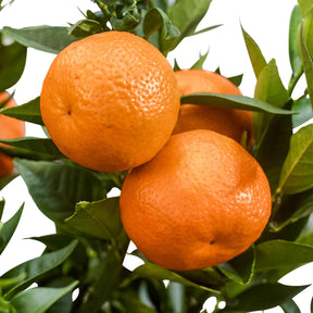 Agrumes - Mandarinier - Citrus reticulata