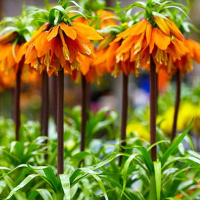 Couronne impériale orange - Willemse