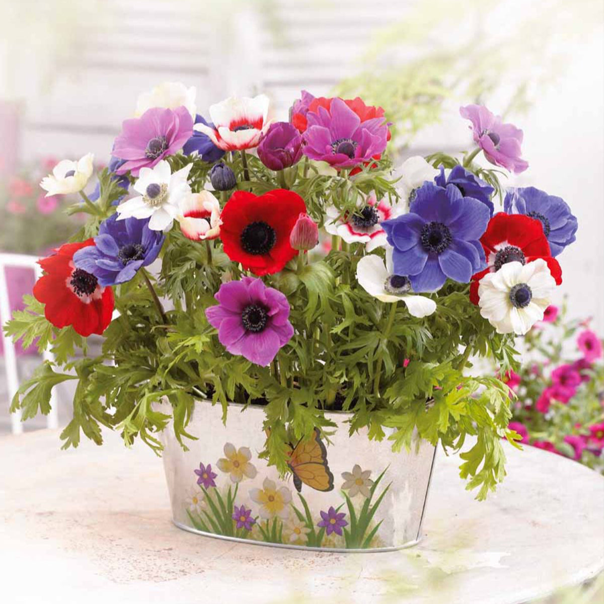Anémones de Caen en mélange - Anemone coronaria de Caen - Willemse