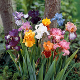 5 Iris de jardin en mélange - Willemse